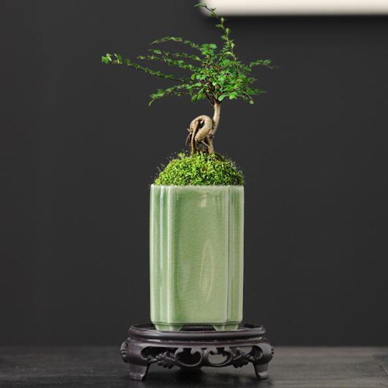 Bonsai Garden Europe - Porcelain Square Celadon เคลือบกล้วยไม้กระถางดอกไม้บอนไซแจกันหม้อหัตถกรรมเครื่องประดับศิลปะ Home Garden
