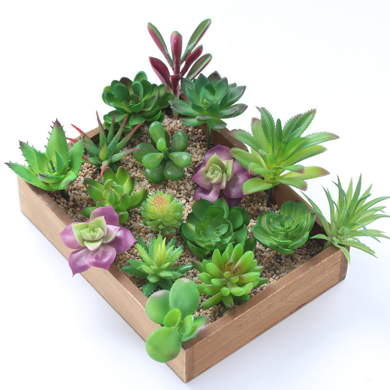 2021ประดิษฐ์ Succulents พืชตกแ - Bonsai Garden Mini บทวิจารณ์และราคา