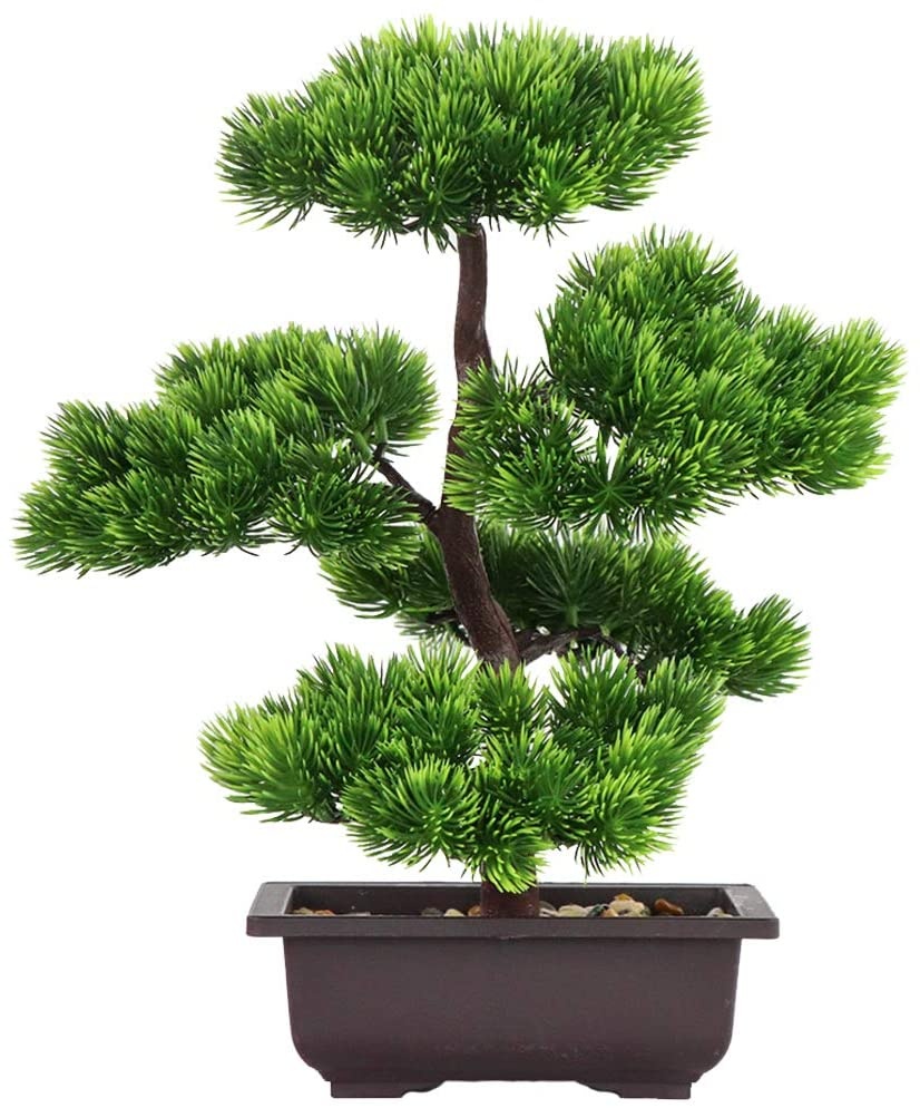 ต้นบอนไซไม้สนญี่ปุ่นสำหรับตกแต - Bonsai Garden Zen บทวิจารณ์และราคา