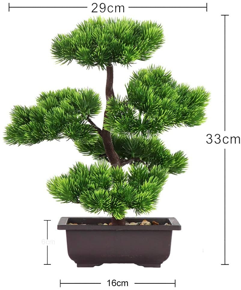 ต้นบอนไซไม้สนญี่ปุ่นสำหรับตกแต - Bonsai Garden Zen บทวิจารณ์และราคา