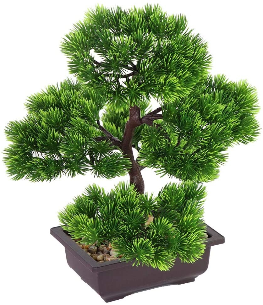 ต้นบอนไซไม้สนญี่ปุ่นสำหรับตกแต - Bonsai Garden Zen บทวิจารณ์และราคา