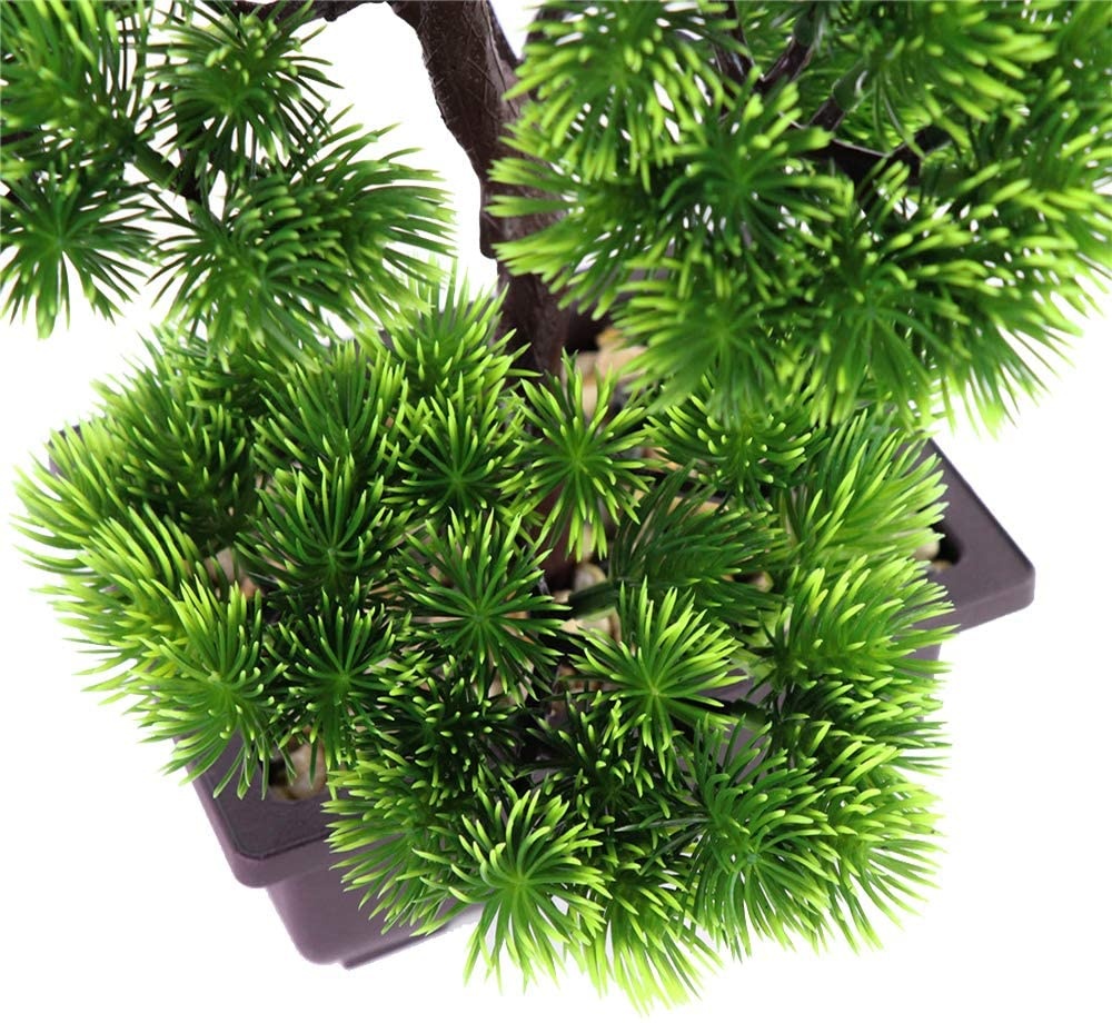 ต้นบอนไซไม้สนญี่ปุ่นสำหรับตกแต - Bonsai Garden Zen บทวิจารณ์และราคา