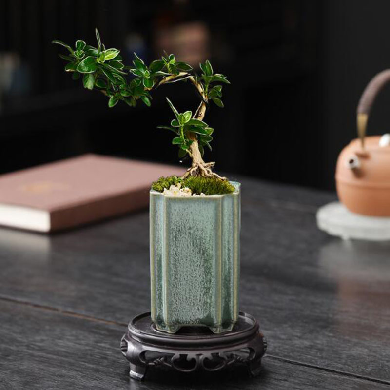Porcelain Square Celadon เคลือ - Bonsai Garden Europe บทวิจารณ์และราคา