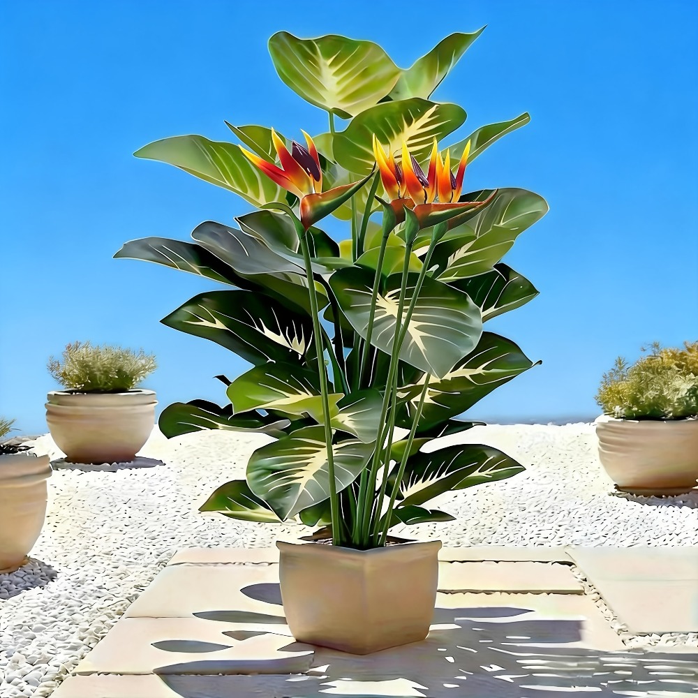 ต้นปักษาสวรรค์และต้นโพธิ์ประดิ - Bonsai Garden Zen บทวิจารณ์และราคา