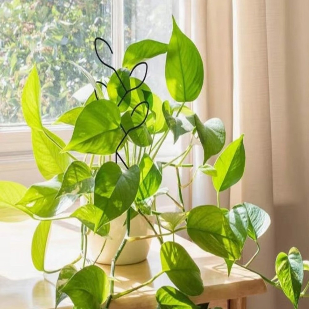 โครงเหล็กสำหรับไม้เลื้อย โครงย - Bonsai Vertical Garden บทวิจารณ์และราคา