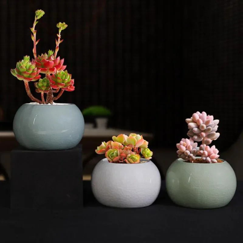 กระถางต้นอ่อนหน่อไม้ฝรั่ง กระถ - Bonsai Garden Europe บทวิจารณ์และราคา
