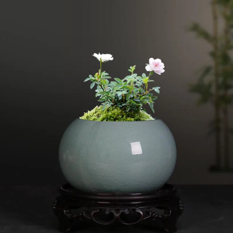 กระถางต้นอ่อนหน่อไม้ฝรั่ง กระถ - Bonsai Garden Europe บทวิจารณ์และราคา