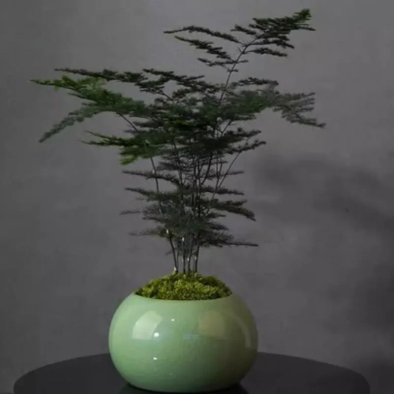 กระถางต้นอ่อนหน่อไม้ฝรั่ง กระถ - Bonsai Garden Europe บทวิจารณ์และราคา