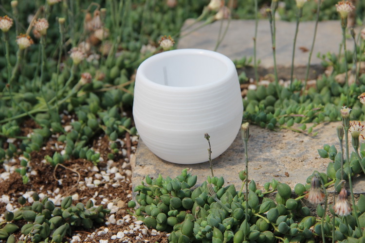 สวนมินิดอกไม้พลาสติกหม้อ Nurse - Bonsai Garden Europe บทวิจารณ์และราคา