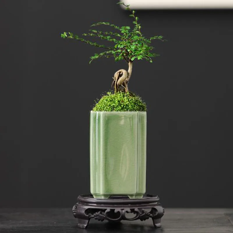 กระถางดอกไม้เซรามิกเคลือบสีเขี - Bonsai Garden Europe บทวิจารณ์และราคา